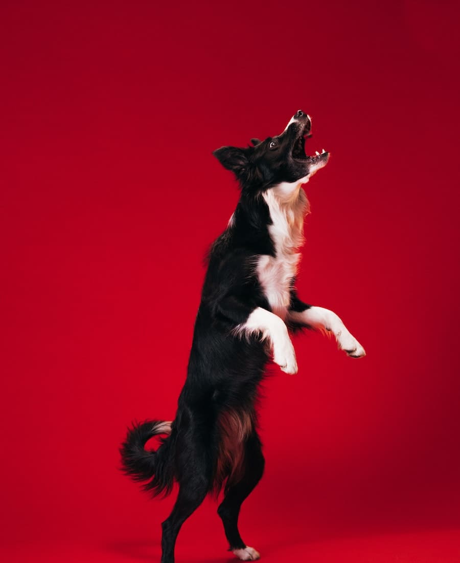 Dogs Barking at Night 11 Spiritual Meanings (Revealed)