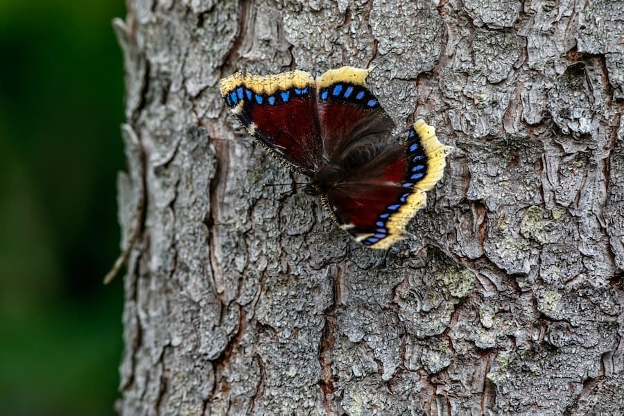  Mourning cloak butterfly spiritual meaning