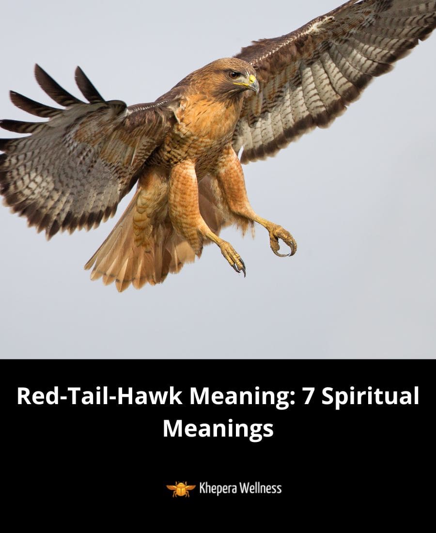 7 RedTailHawk Meanings & Symbolism Is It A Good Sign?