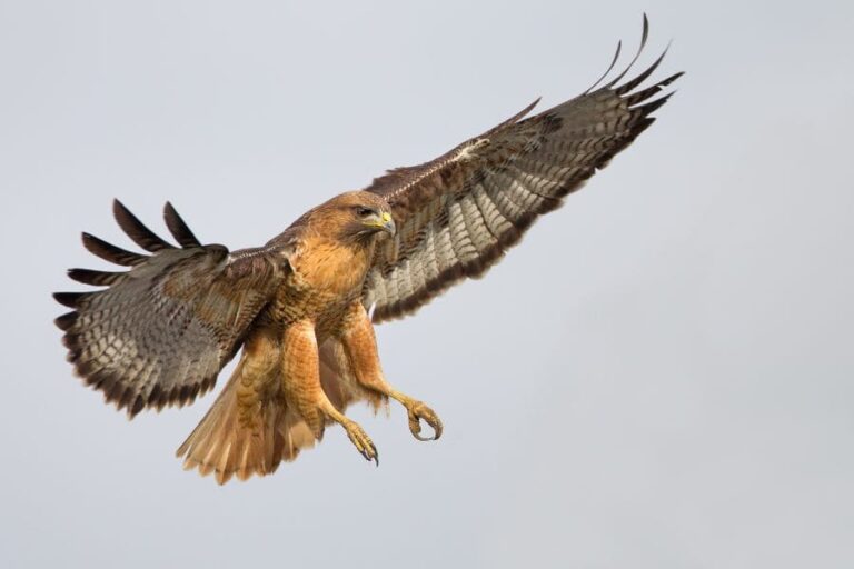 7 Red-Tail-Hawk Meanings & Symbolism: Is It A Good Sign?
