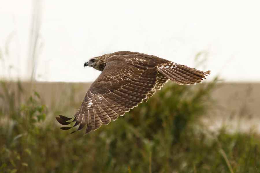 Red-Tail-Hawk flying