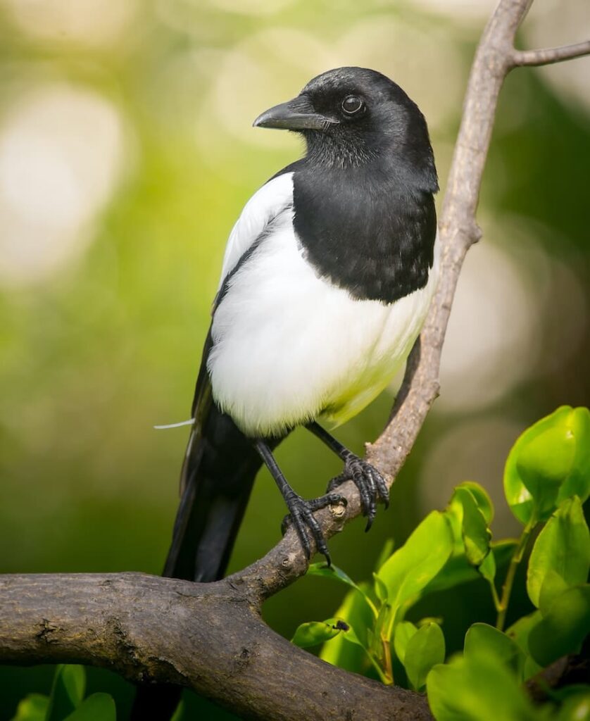 Spiritual Meaning Of A Magpie
