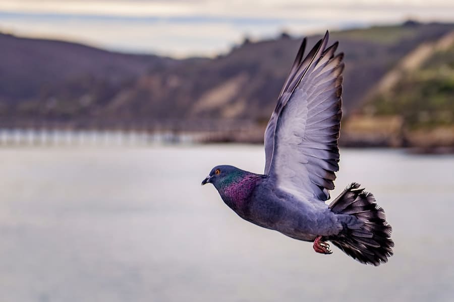 Spiritual Meaning of Grey Pigeon 