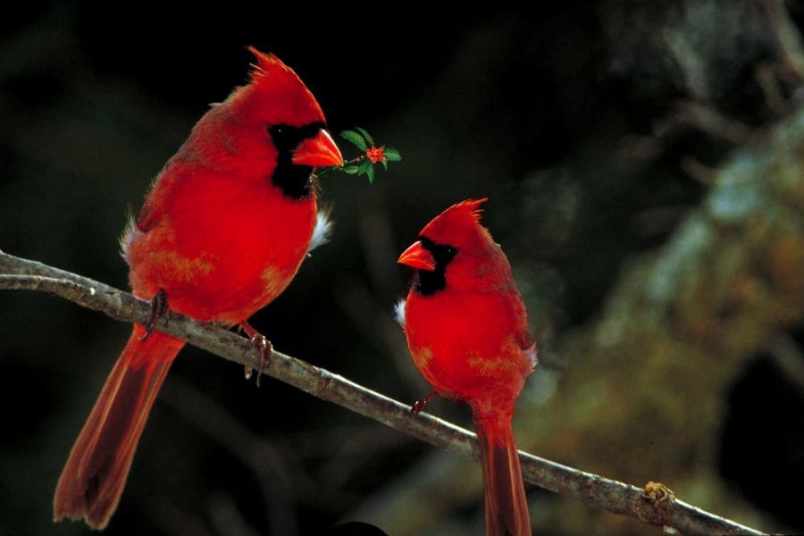What Does it Mean When You See Two Cardinals
