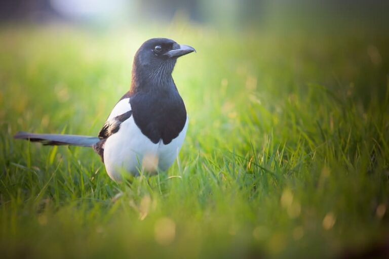 What Is The Spiritual Meaning Of A Magpie?