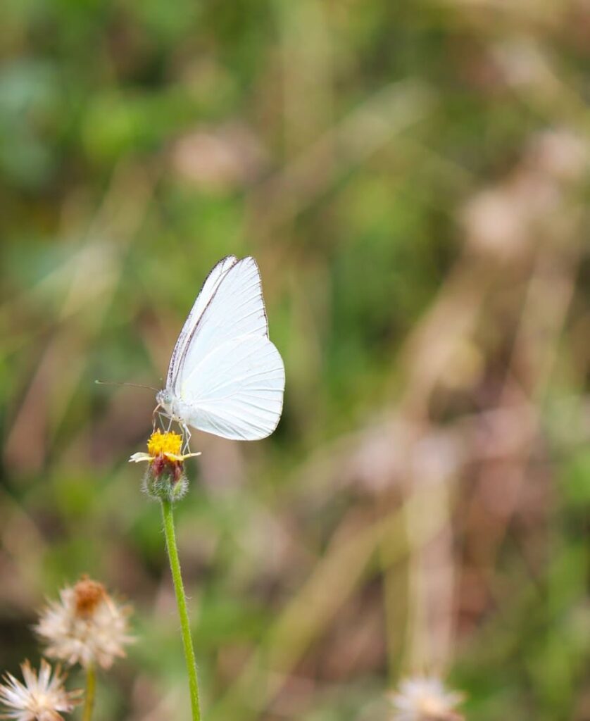 What does it mean when you see a white butterfly? 