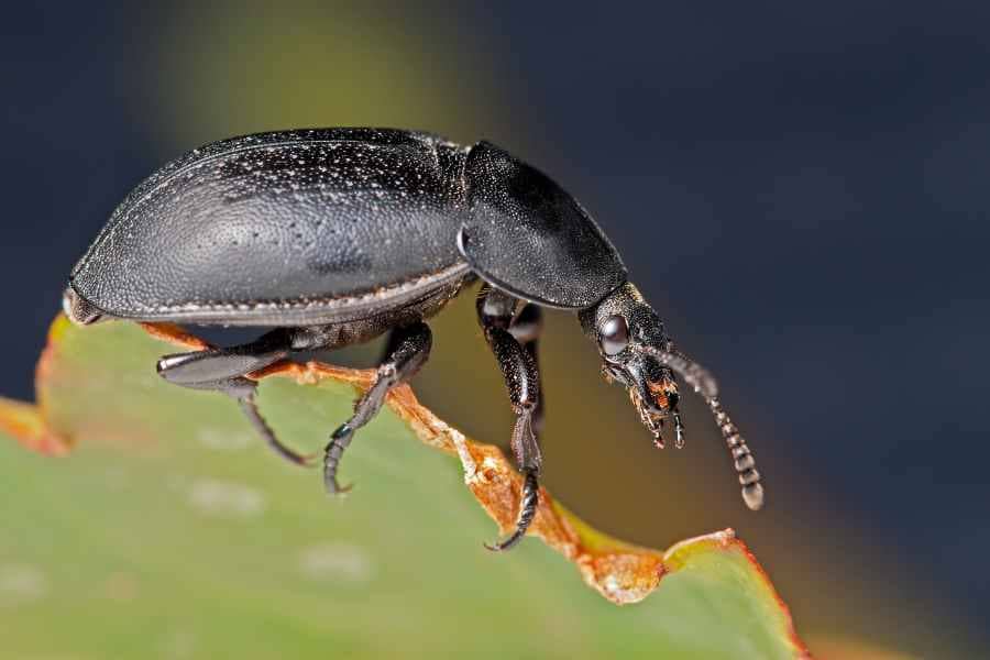 black beetle eating leaf