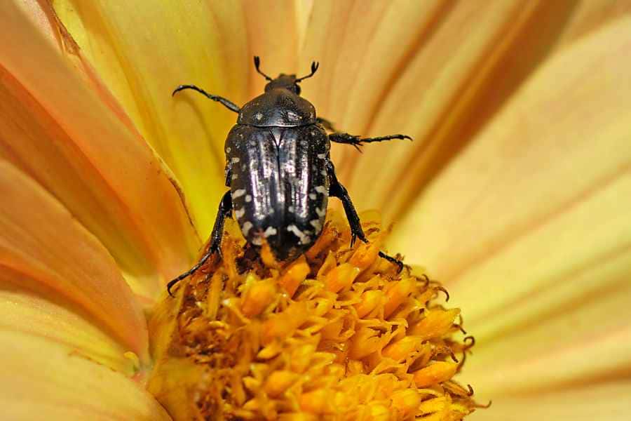 black beetle landing on a flower