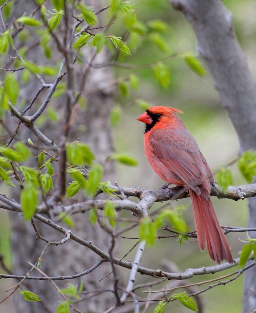meaning of red cardinal at window