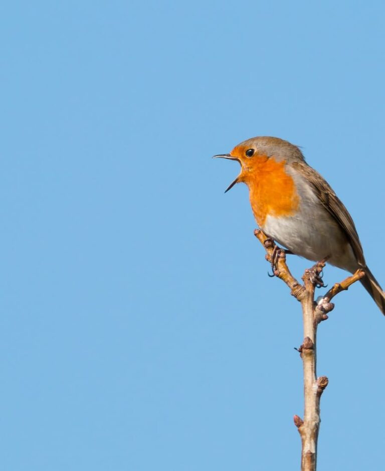 12 Spiritual Meanings of Red Robin and Symbolism in 2024