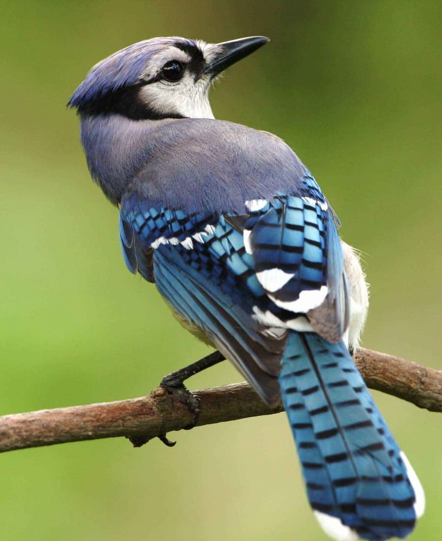What Does it Mean When You See a Blue Jay in the Morning?