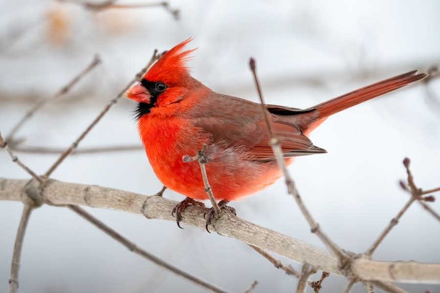 Red Cardinal Meaning in Death