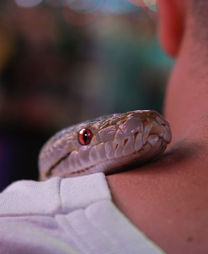 Snake on a man's shoulder