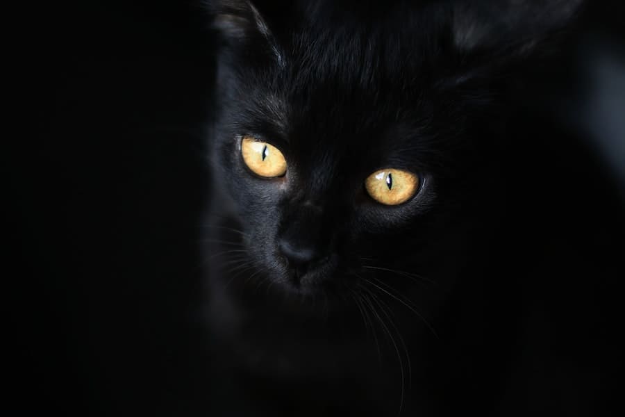 Spiritual Meaning of a Black Cat Yellow Eyes