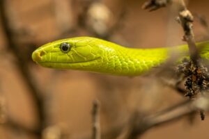 What is the Biblical Meaning of Snakes in a Dream?