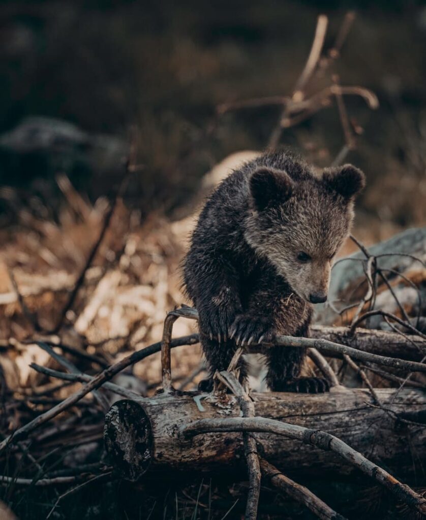 bear baby in the forest