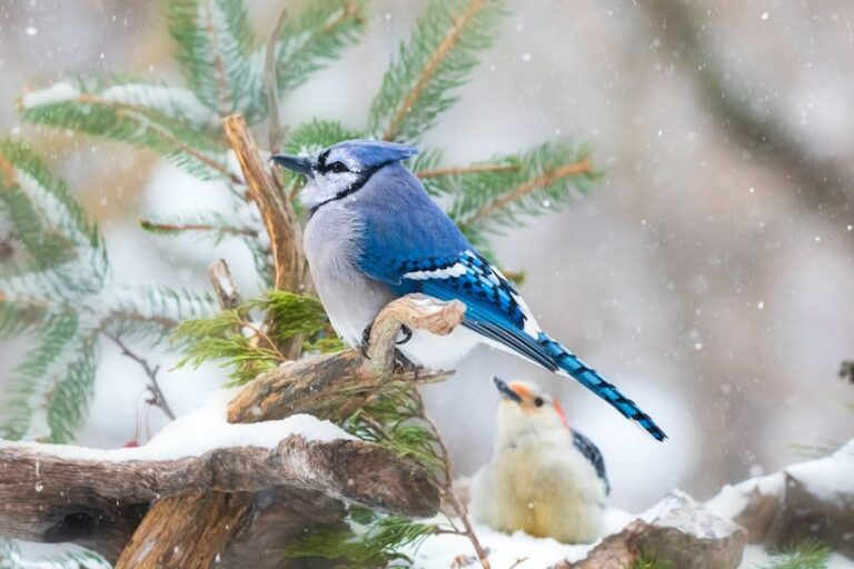 What Does it Mean When You See a Blue Jay in the Morning?