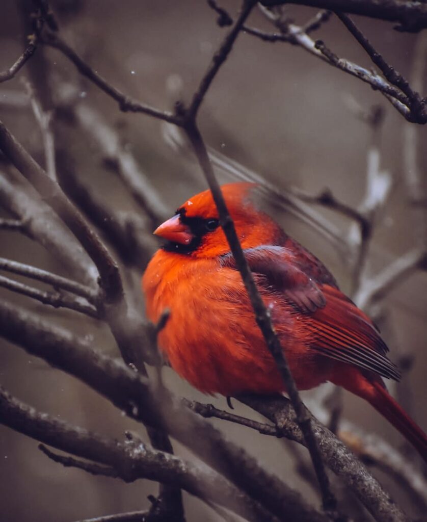 red cardinal perched on a tree