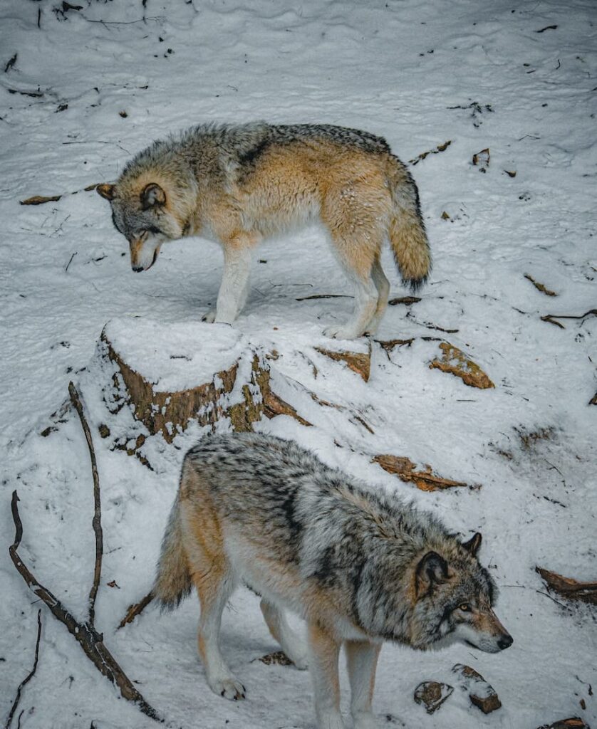 two wolves walking in the snow