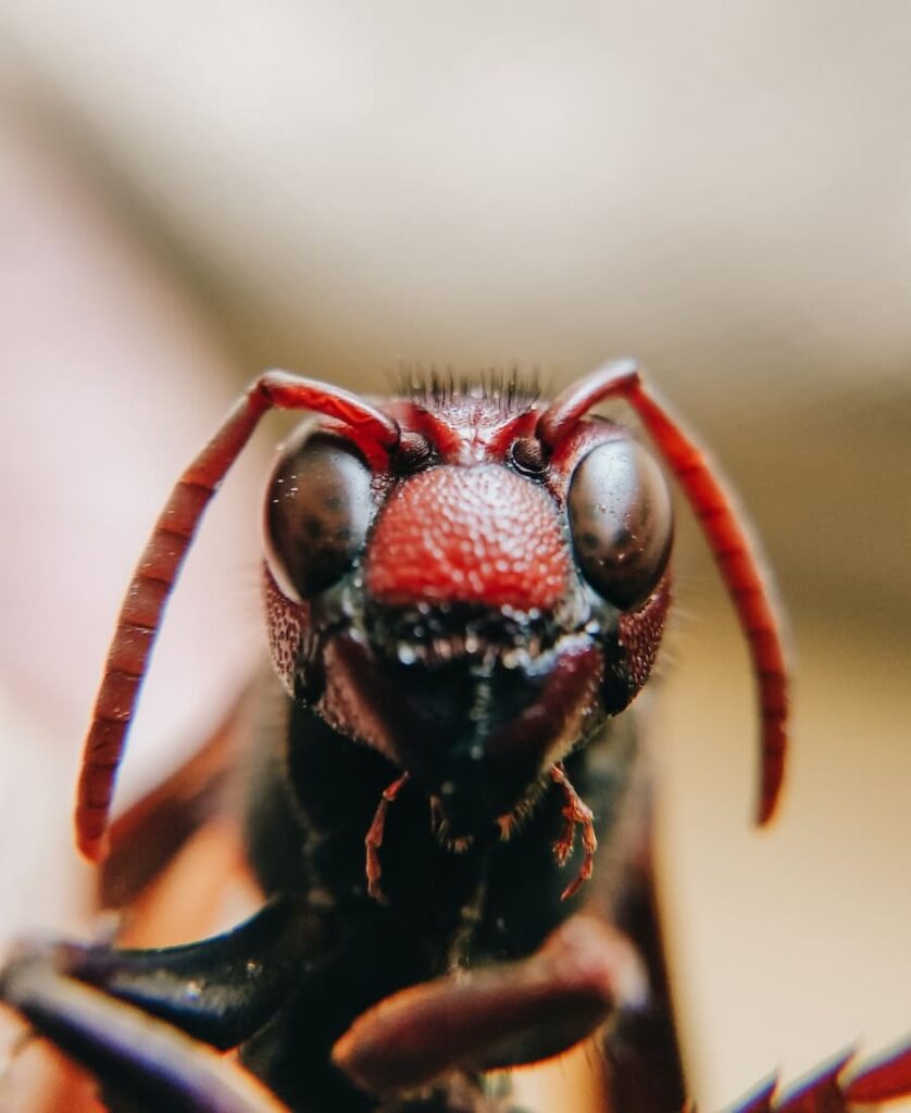 11 Spiritual Meanings of Ants In The House