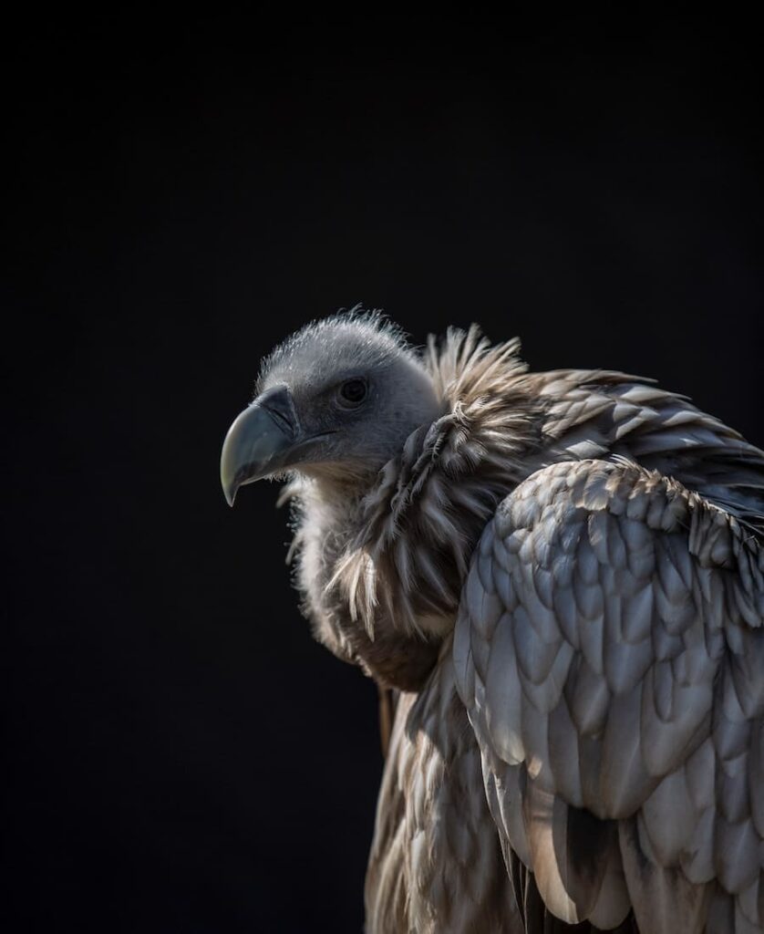 12 Spiritual Meanings Of Seeing Black Vultures