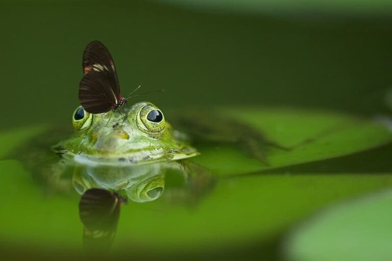 Are Frogs a Sign of Death? 7 Spiritual Meanings and Symbolism