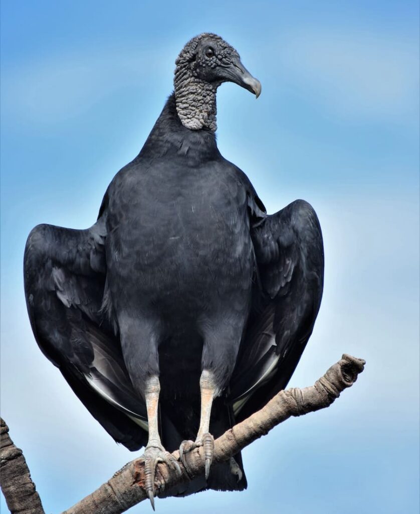 Big Black Vulture