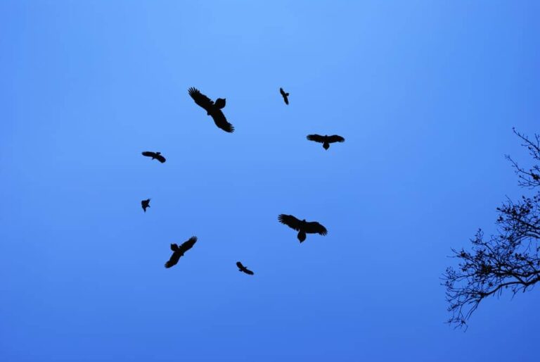 Black Birds Flying in Circles Meaning: 11 Spiritual Meanings