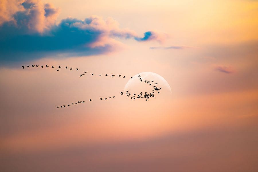 Blackbirds flying in a circle