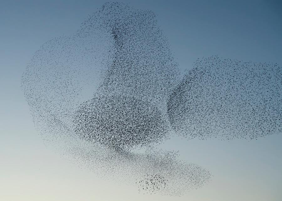 Many black birds flying in a flock