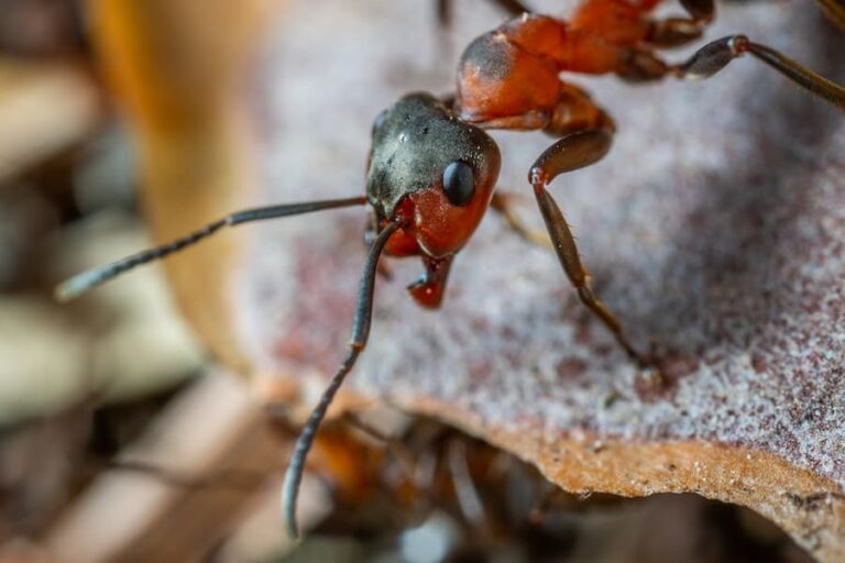 11 Spiritual Meanings of Ants In The House (Good Sign)