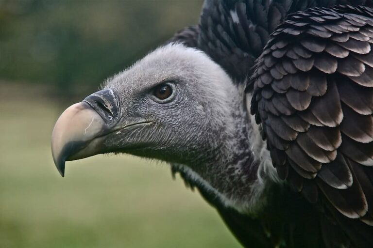 11 Spiritual Meanings Of Seeing Black Vultures (Bad Sign?)