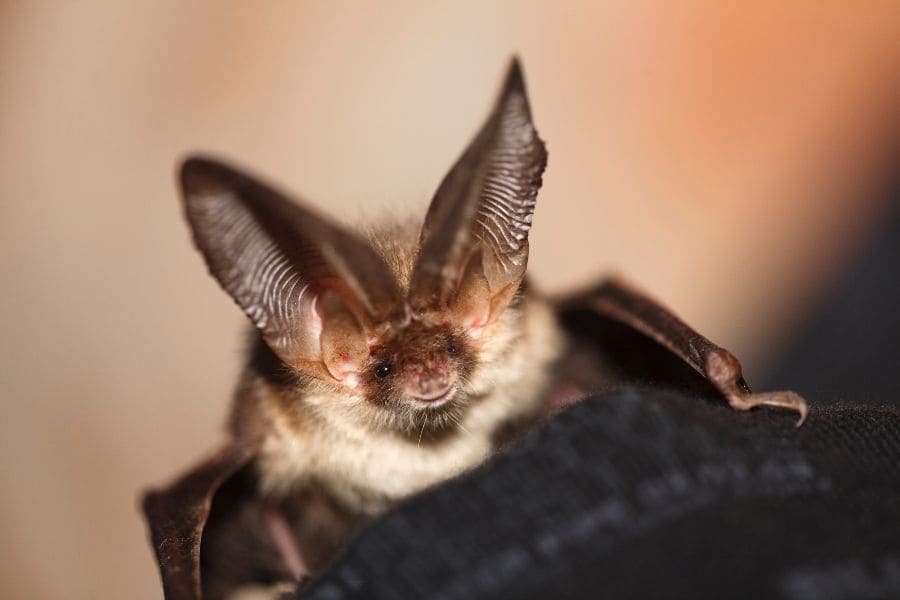 Spiritual meaning from bats outside your house