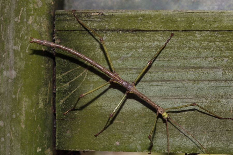 What Does it Mean When You See a Walking Stick Bug?