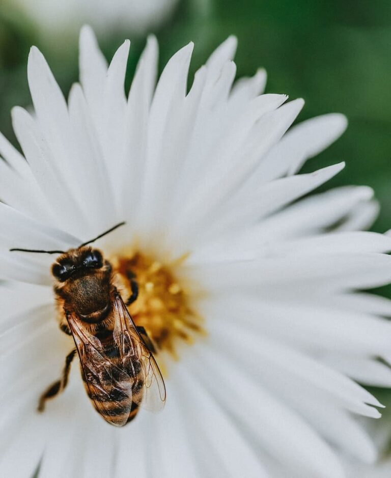 11 Meanings of Bees In Your House Is It A God Sign?