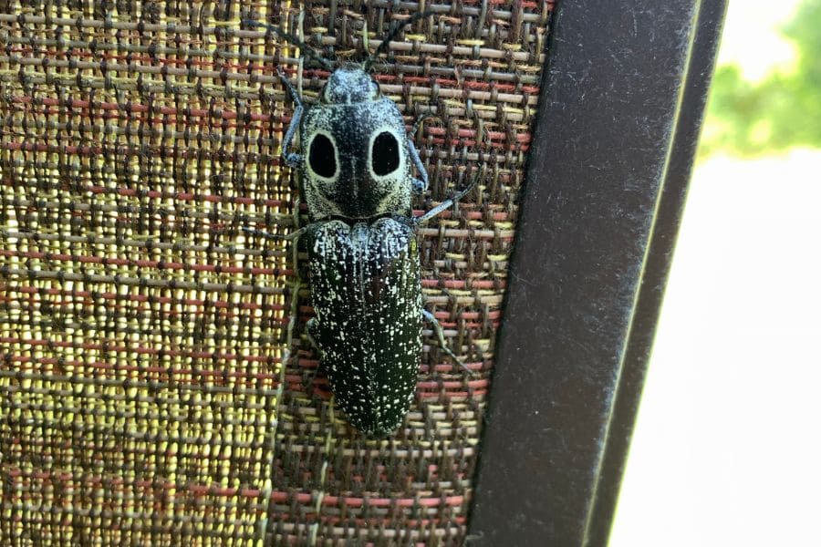 9 spiritual meanings of eastern eyed click beetle