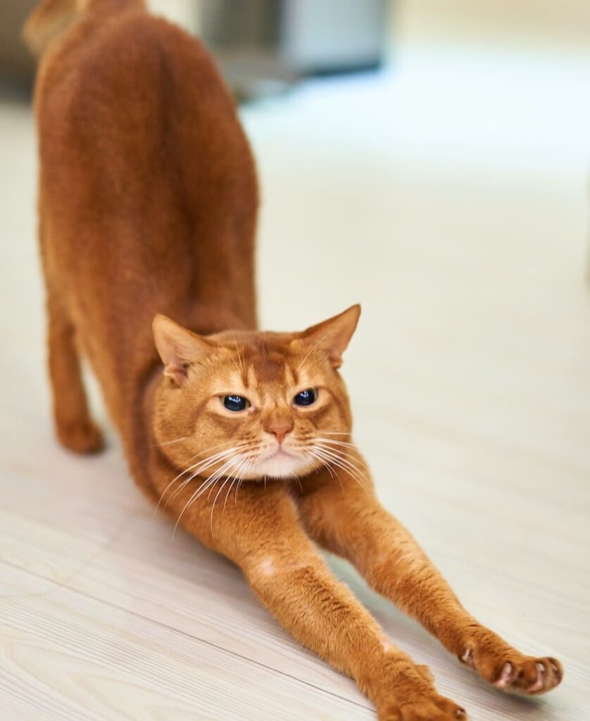 cat stretch