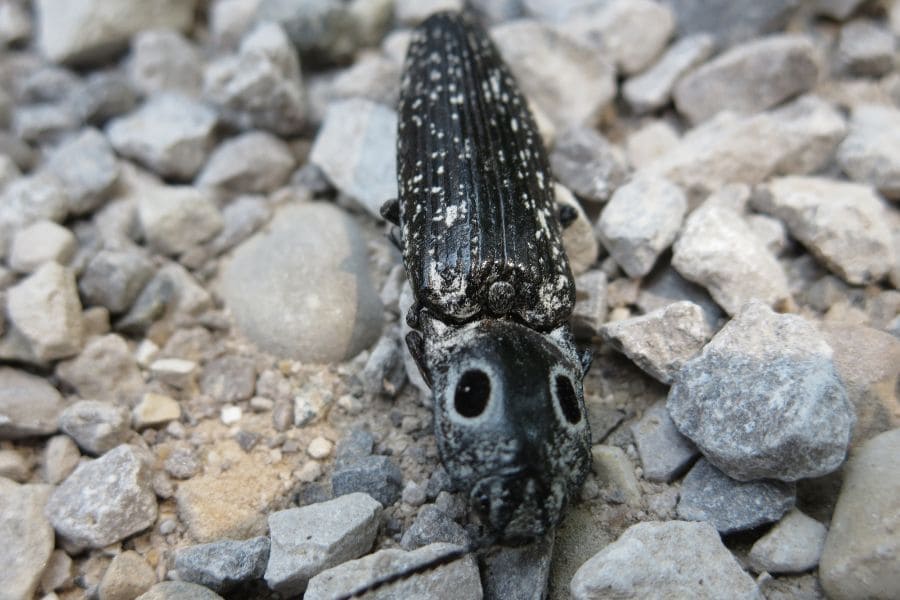 eastern eyed click beetle meaning
