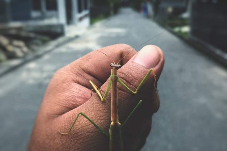 praying mantis in a man's hand