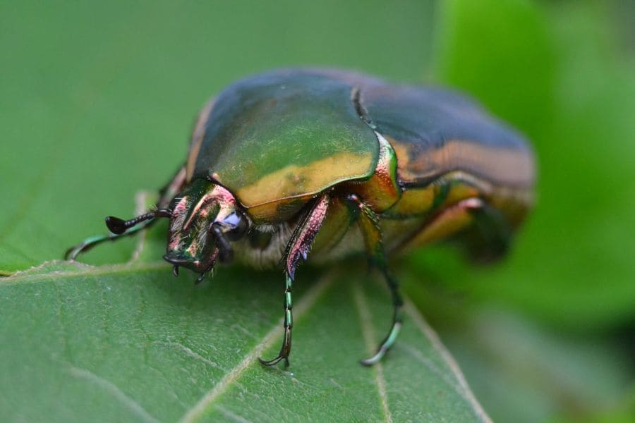 Biblical Meaning of the June Bug