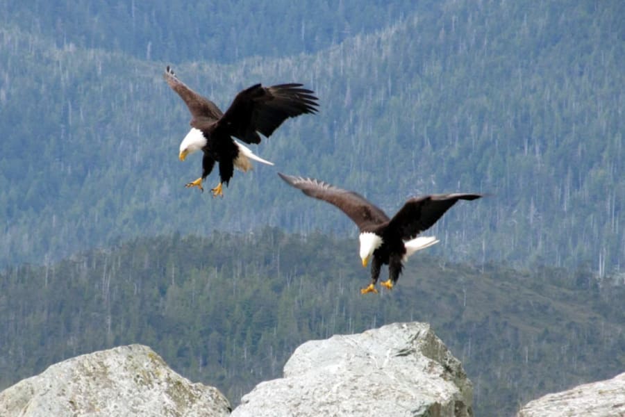 Two Eagles Flying Together Spiritual Meaning