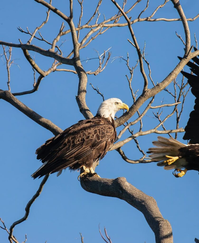two eagles on the tree