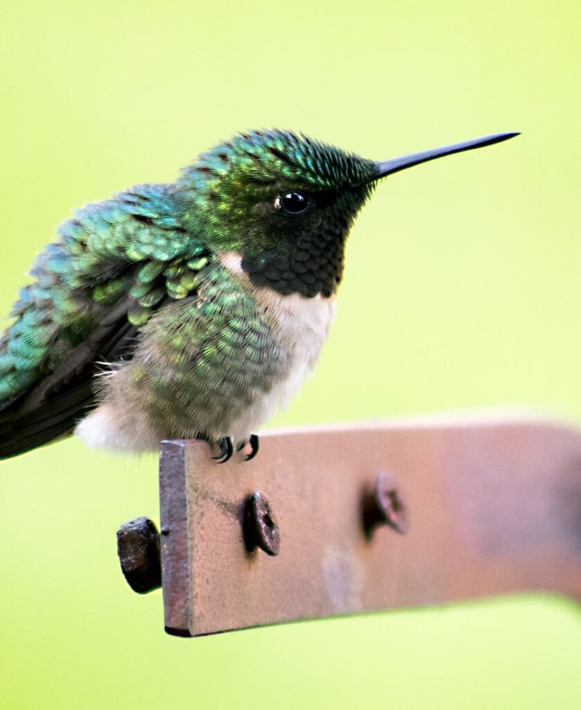 11 Spiritual Meanings of Green Hummingbird