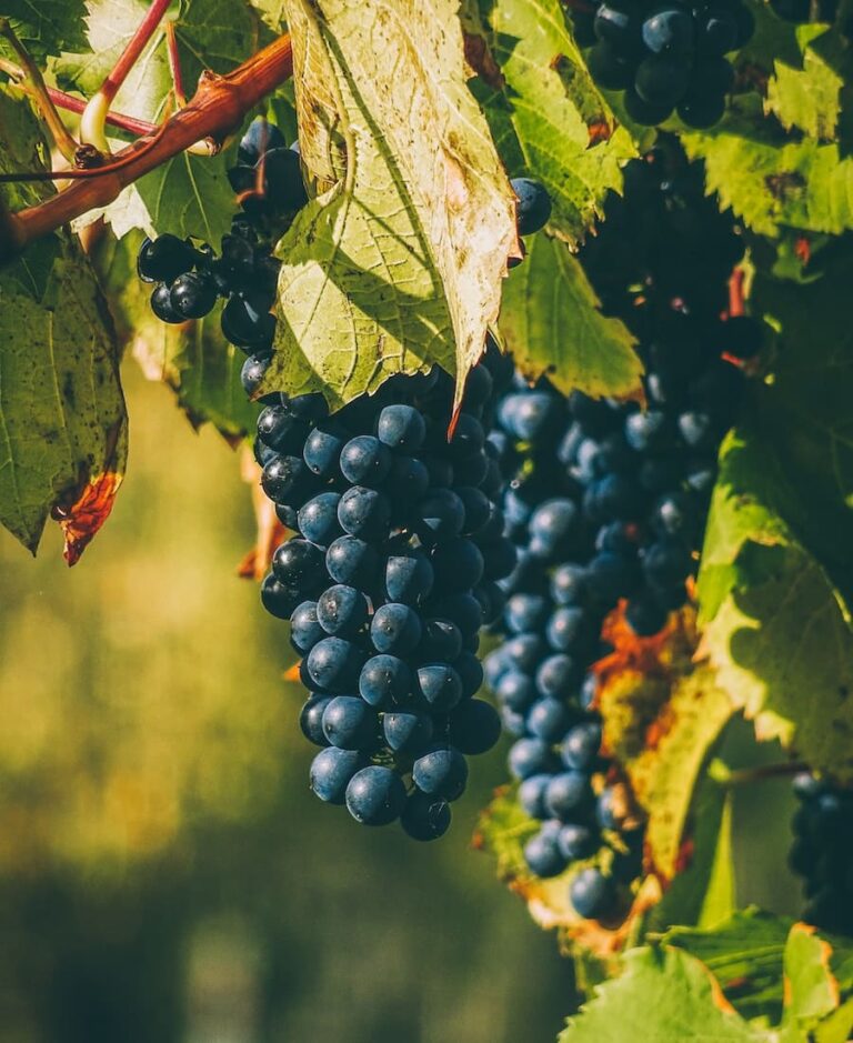 9 Spiritual Meanings of Grapes in a Dream (Good Luck)