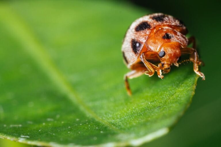Brown Ladybug Spiritual Meaning: 10 Spiritual Messages