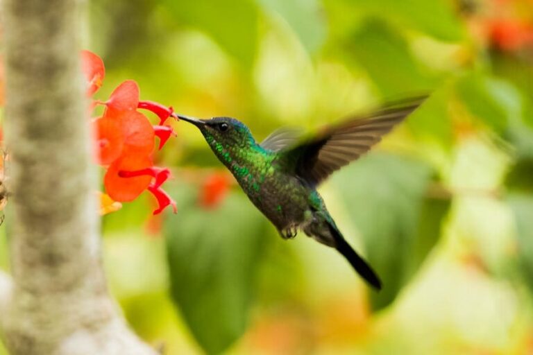 11 Spiritual Meanings of Green Hummingbird: Good Omen