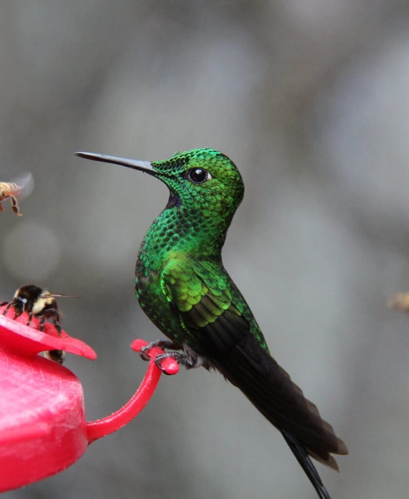 Green Hummingbird Symbolism