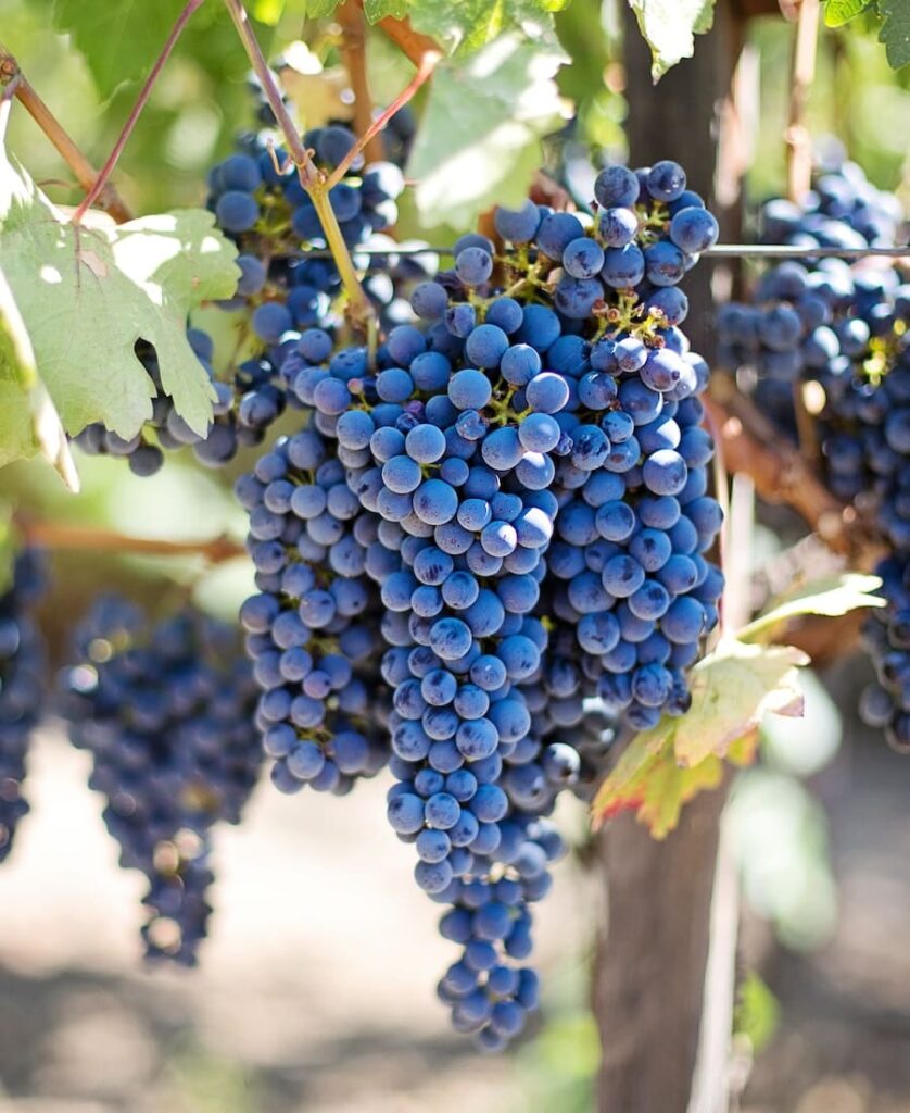 many grapes
