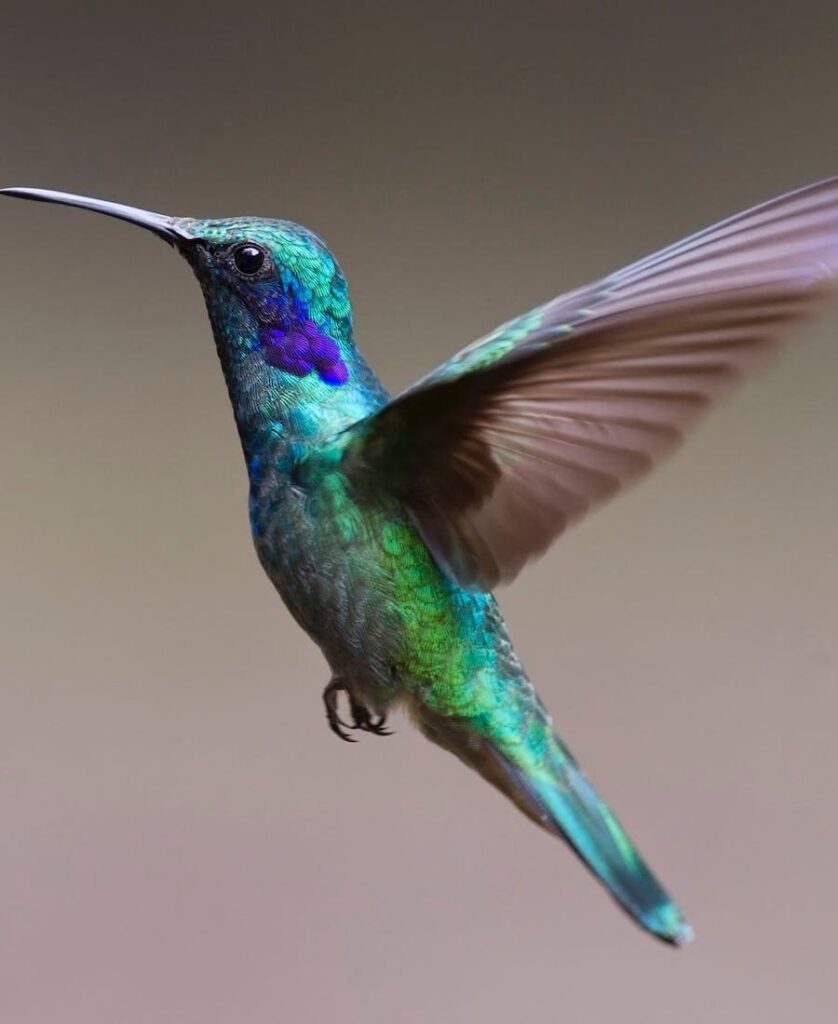 green Hummingbird