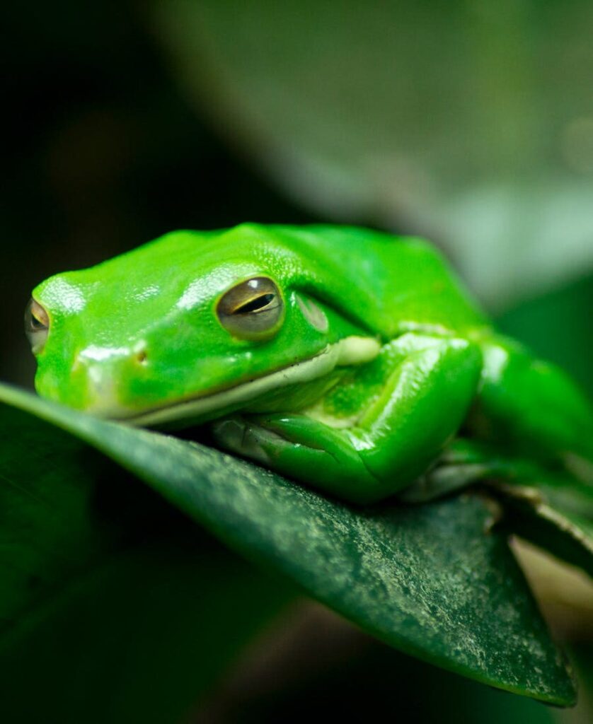 11 Spiritual Meanings of a Frog Crossing Your Path 